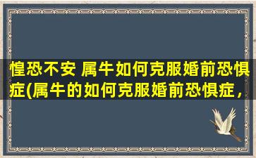 惶恐不安 属牛如何克服婚前恐惧症(属牛的如何克服婚前恐惧症，让心灵不再惶恐不安)